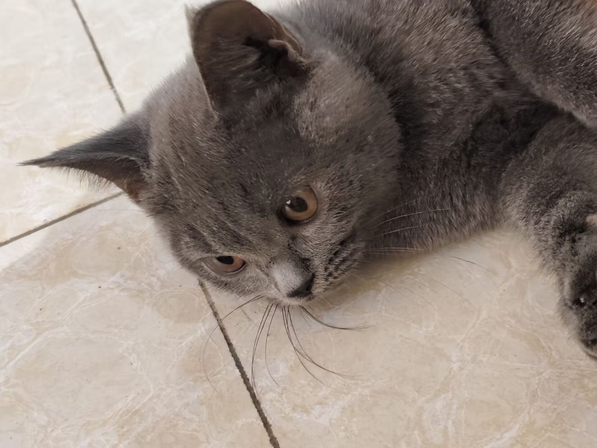 小蓝猫出售，价格便宜
